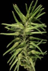 Salix ×reichardtii. Ovaries after fertilisation.
 Image: D. Glenny © Landcare Research 2020 CC BY 4.0